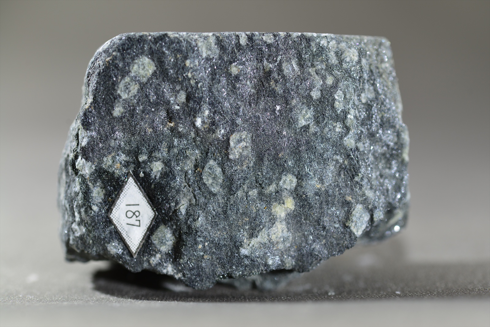 曹長石斑状変晶角閃石片岩(点紋片岩) Albitite spotted amphibole schist (Spotted schist)